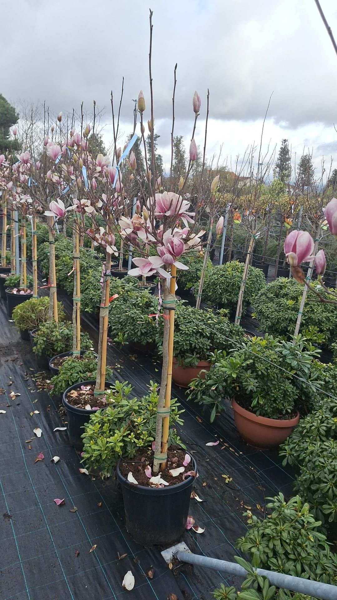 Magnolii tufa și copac diferite culori