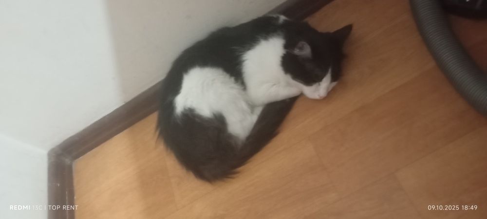 Отдадим кошку и кота бесплатно