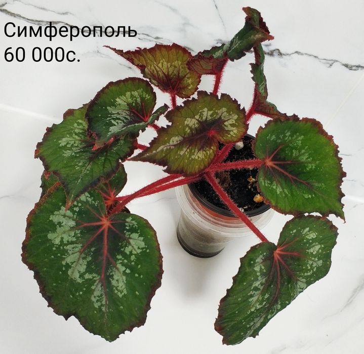 Укоренные листочки бегоний.