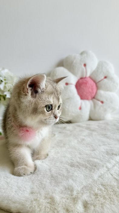 Fetita British Shorthair Chinchilla Blue Golden - Pedigree