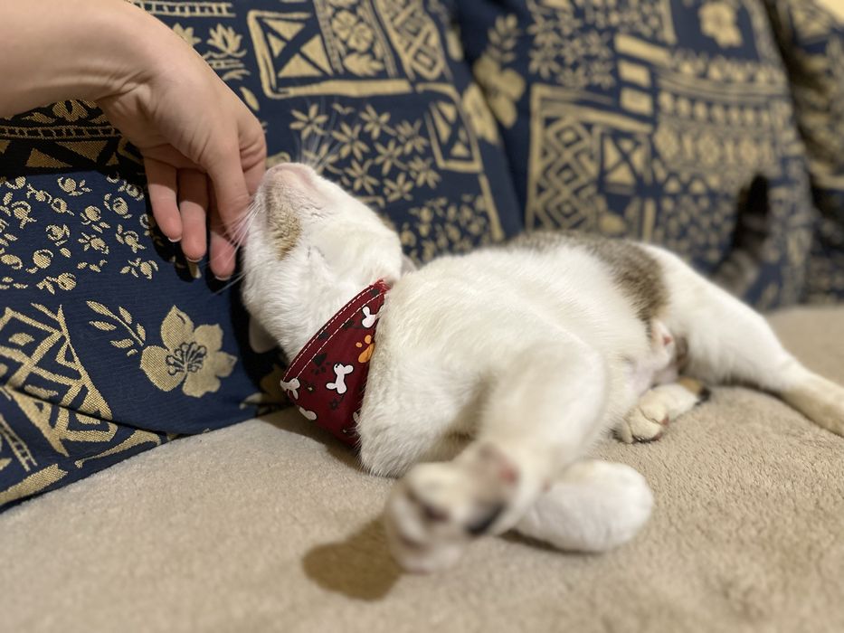 Adoptie responsabila