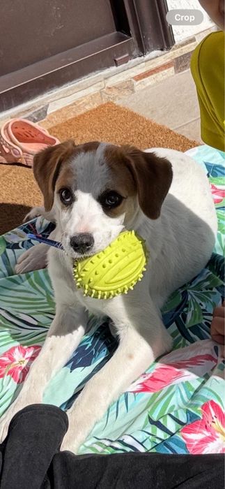 Donez caine mascul, sanatos - metis, 6 luni