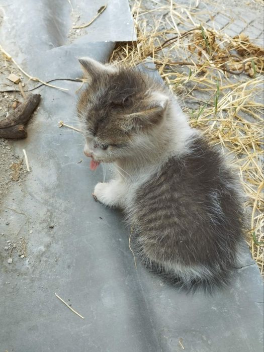 Коте порода Любов