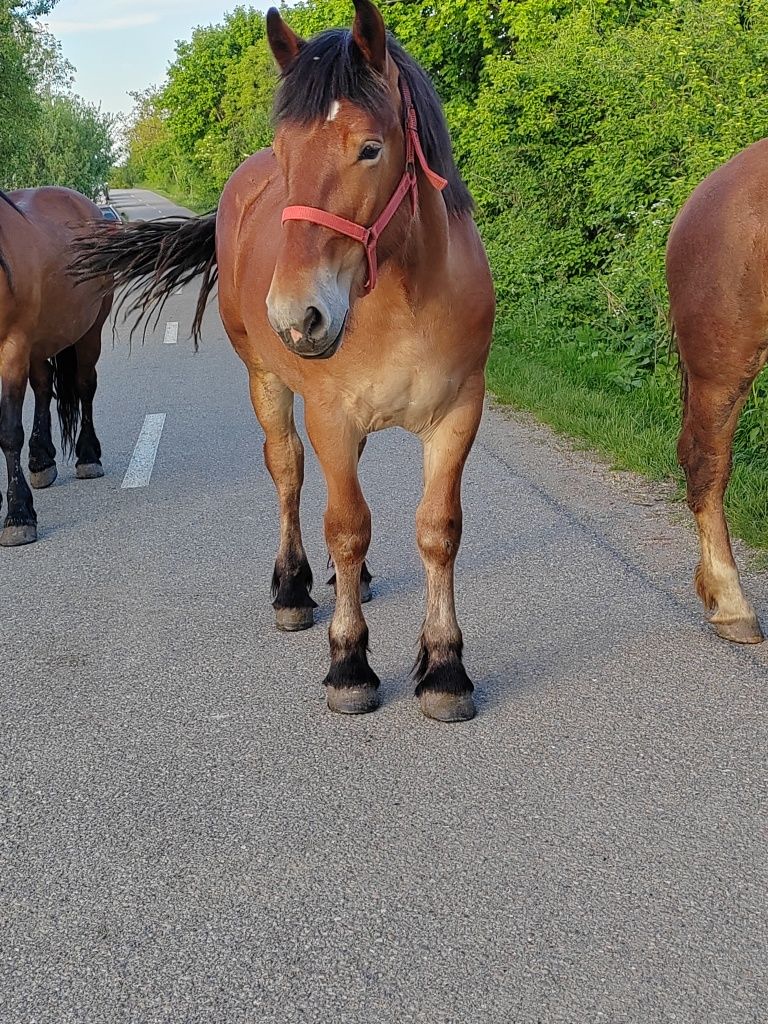 Vând mânza 11 luni