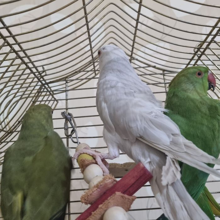 Papagali micul Alexandru