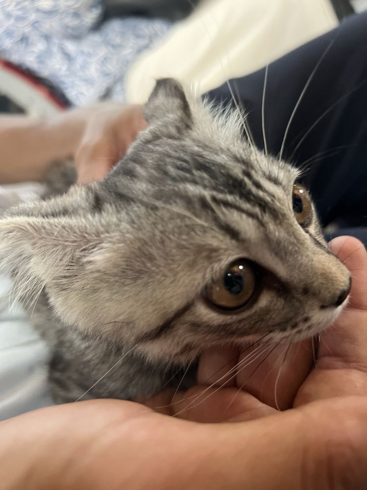 Шотланский весноухо кошка