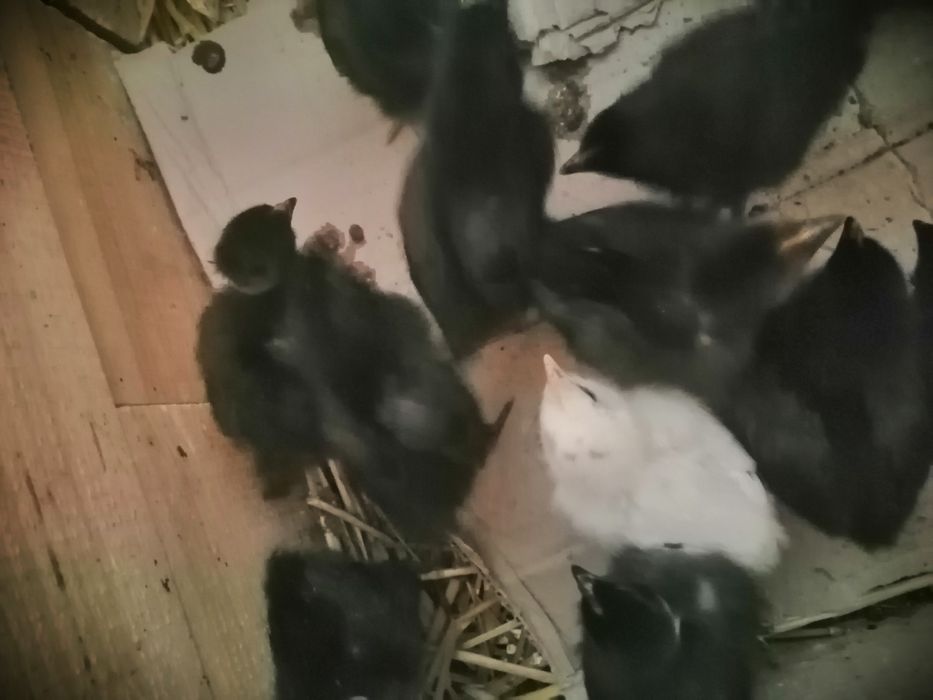 Vând puișori astrolorp