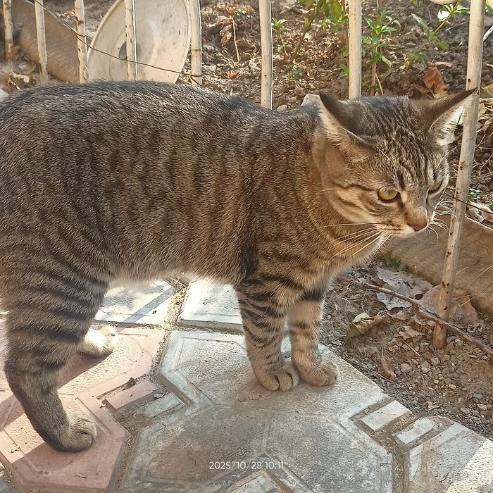 Отдам кошечку в добрые руки