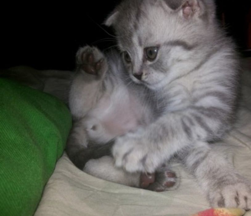 Шотландский мальчик вислоушка