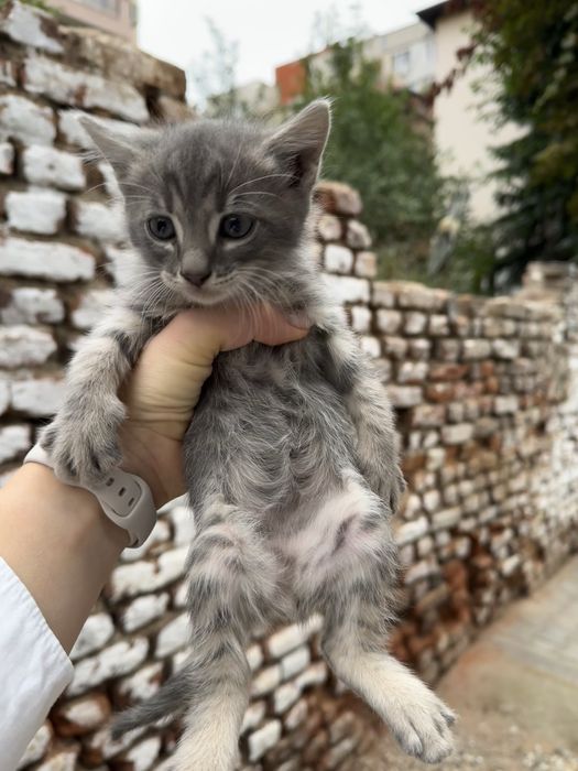 Подаряват се котенца