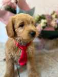 Mascul Goldendoodle pui