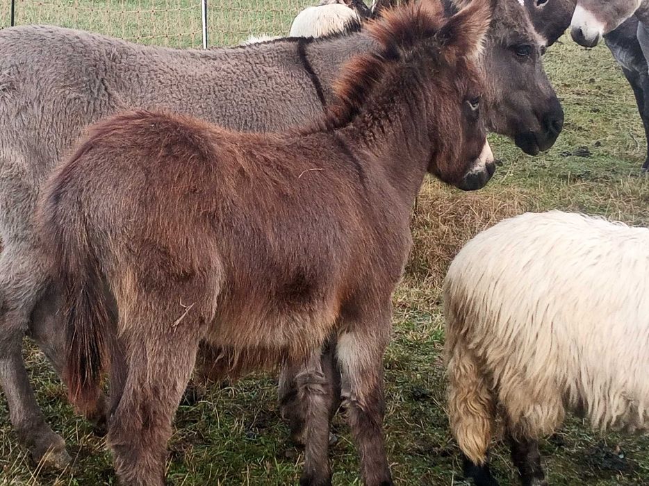 Țapi frumoși de vânzare