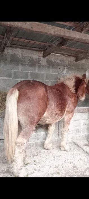 Manji Ardenezi.  Variante auto .