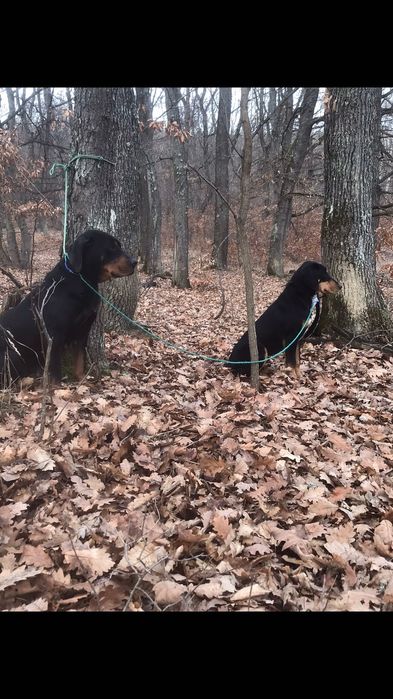 Cațeaua Copoi Ardelenesc