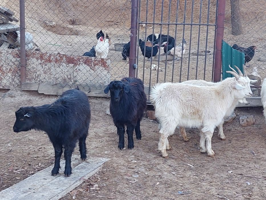 Семіз жем жеп тұрған бойдақ ешкілер сатылады