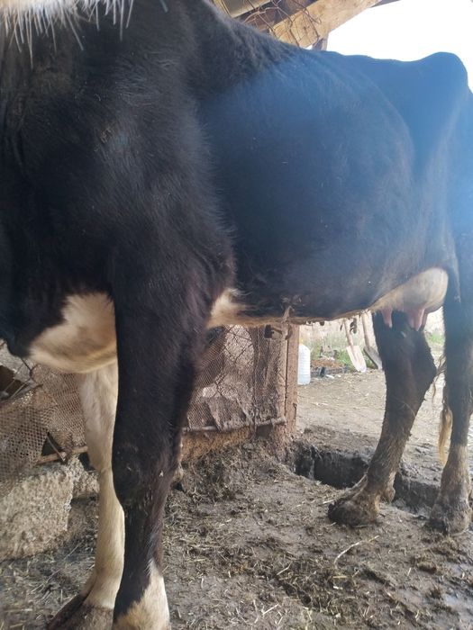 Сыйыр бұзауымен.