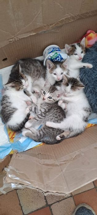 Бесплатно. В добрые руки