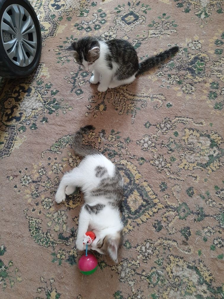 котята бесплатно в хорошие руки