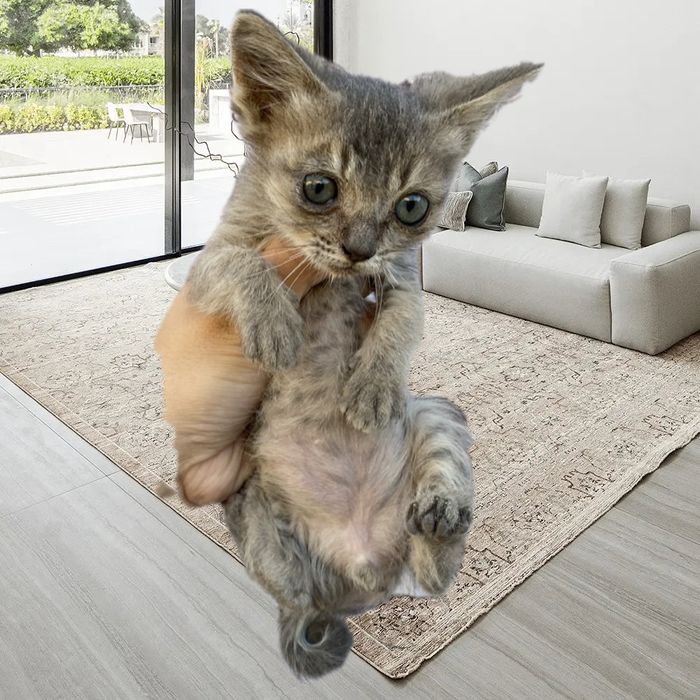 Котенек сибирская отдам даром