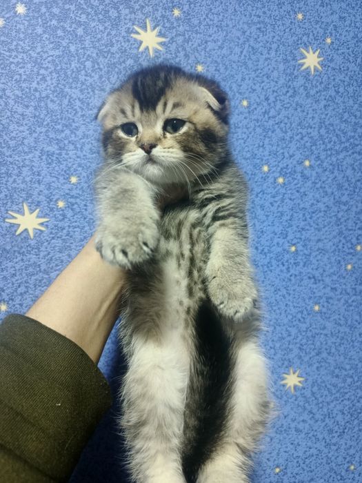 Котенок скотиш фолд