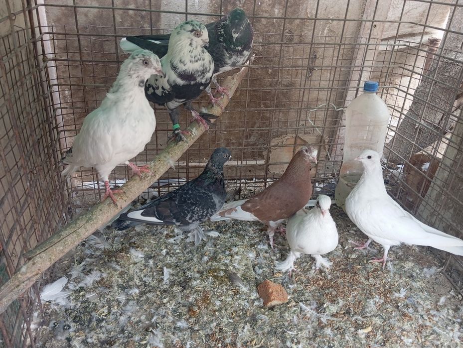 Sotiladi Toshkent shahar Bektemir tumani