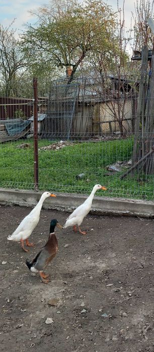 Rățoi alergătoare indiană/ Schimb cu gascan/ gasca