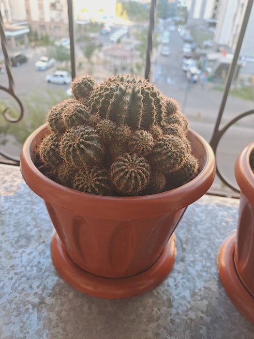 Кактус. Адрес сергили