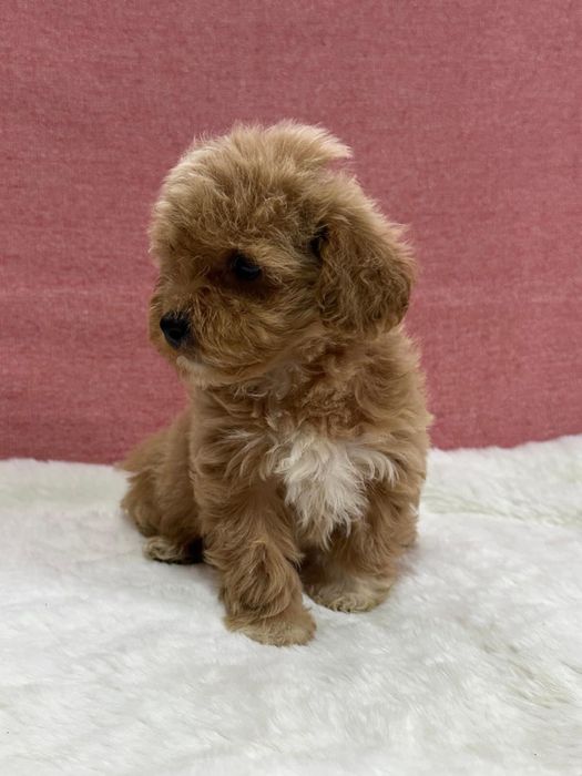 Maltipoo toy fetiță