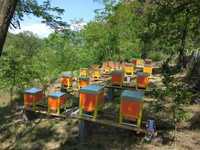 Пчелен мед от собствено производство 2023г. - акация и билков