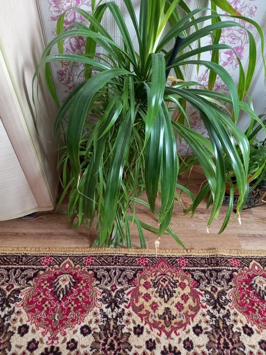 Продается для офиса можно