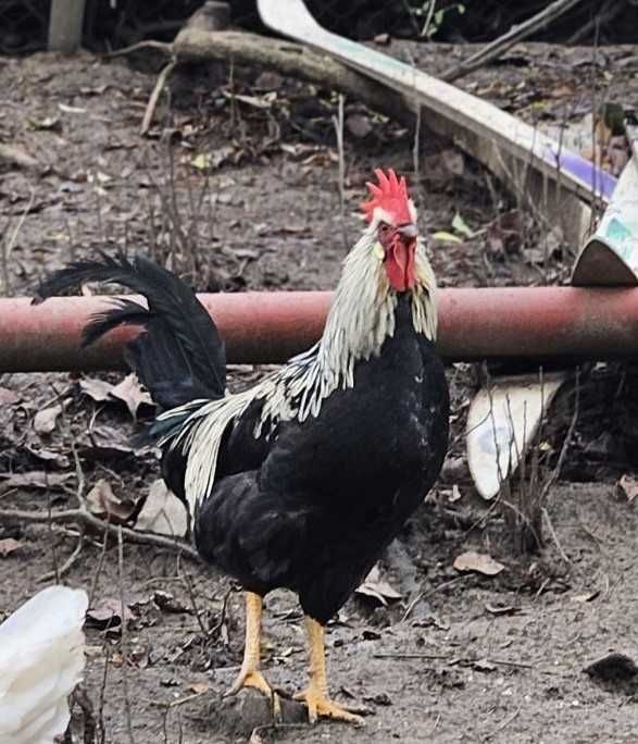 Италианска кокошка Легхорн (Ливорно)