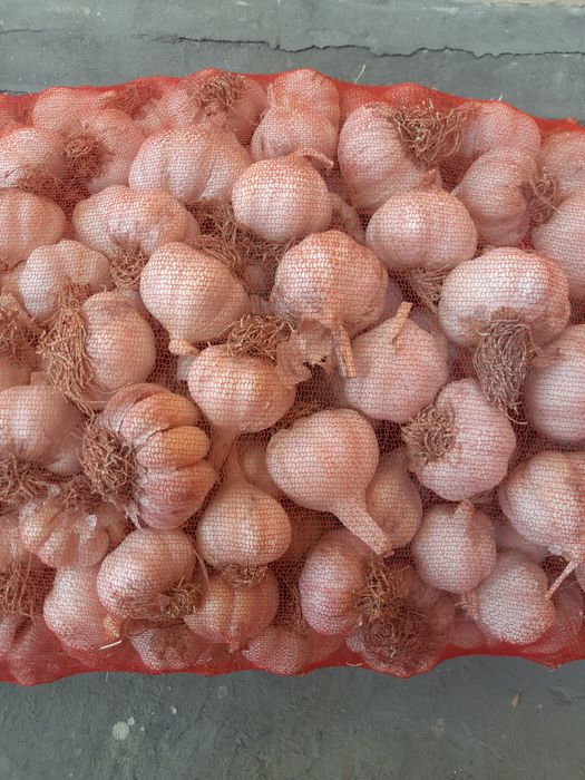 Chisnok sotiladi