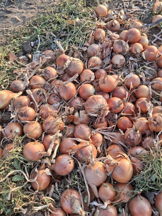 Ceapa galbena din samanta recolta 2025