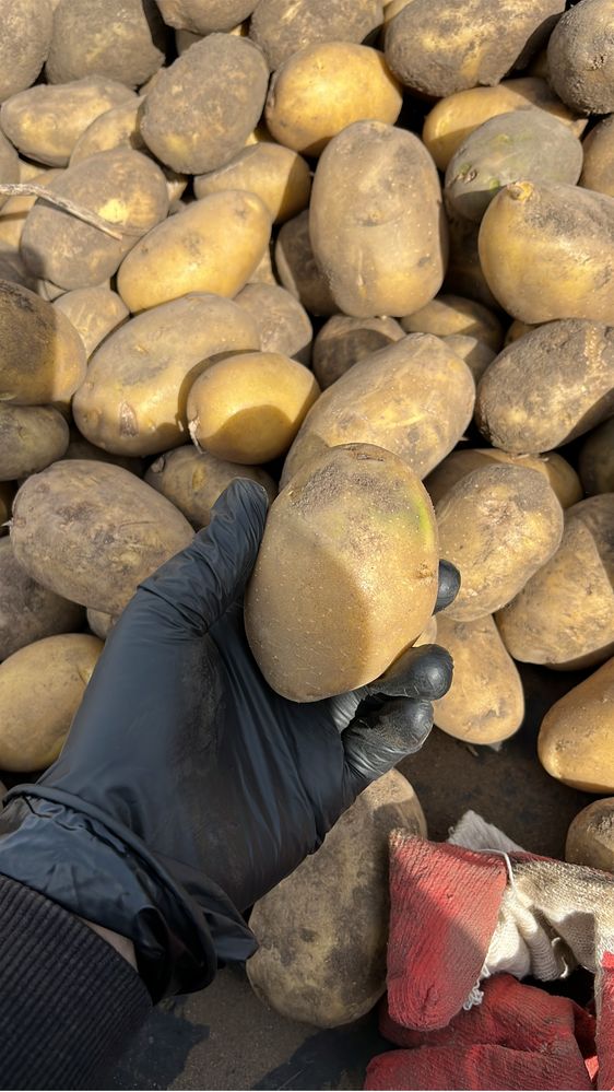 Продам картошку сорт гала