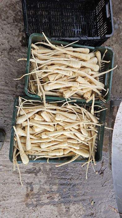 Morcovi Pătrunjel  pastranac