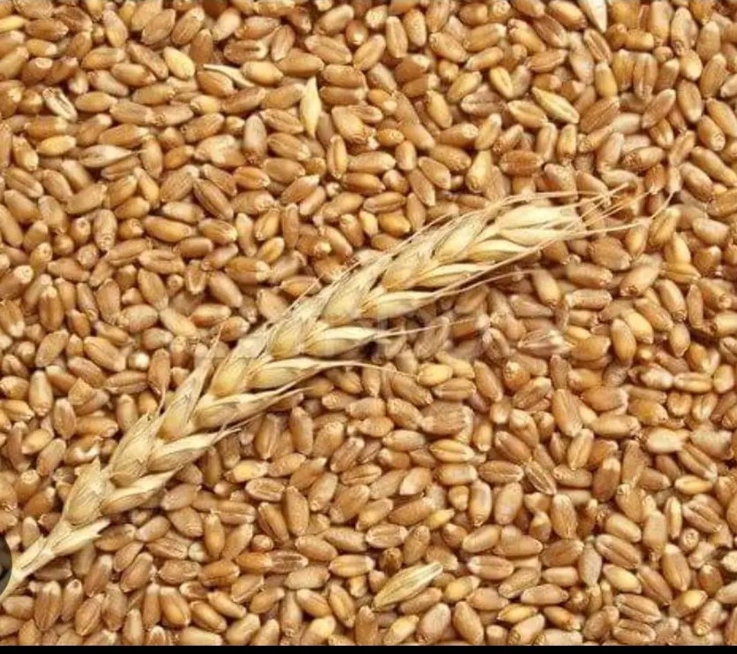 Grâu și triticale
