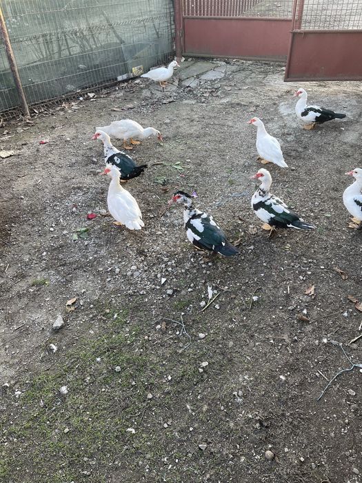 Rate lesesti 2025, pret 80 lei