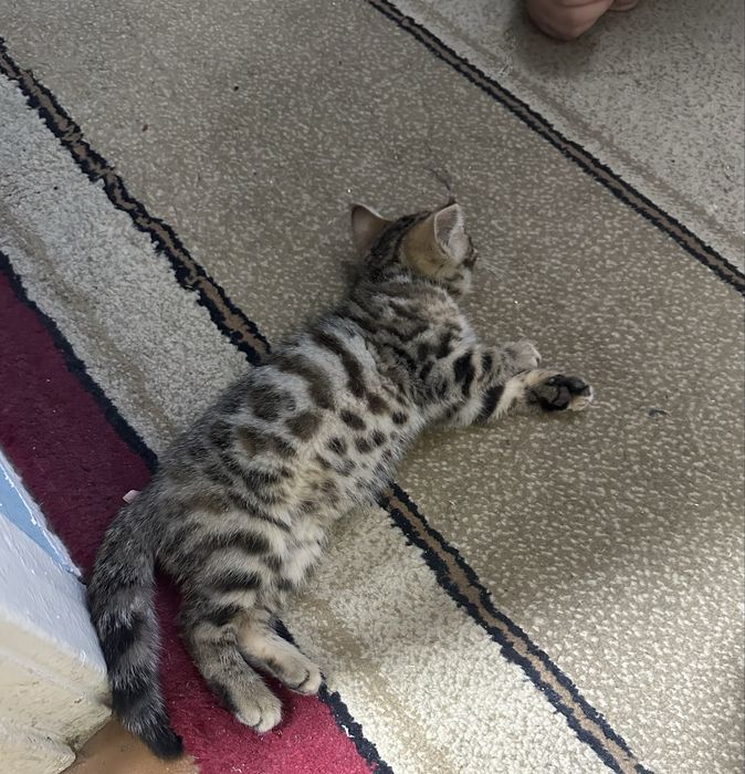 Бенгальский котенок