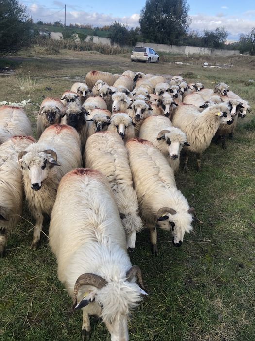 De vanzare oi tinere