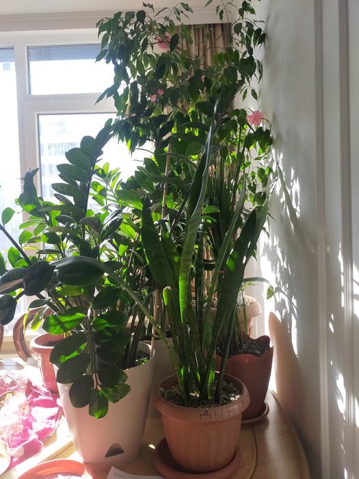 Продам цветы  для офиса,школы.  Щучий хвост