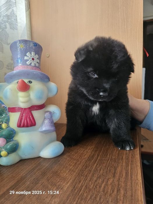 Щенки американской акиты