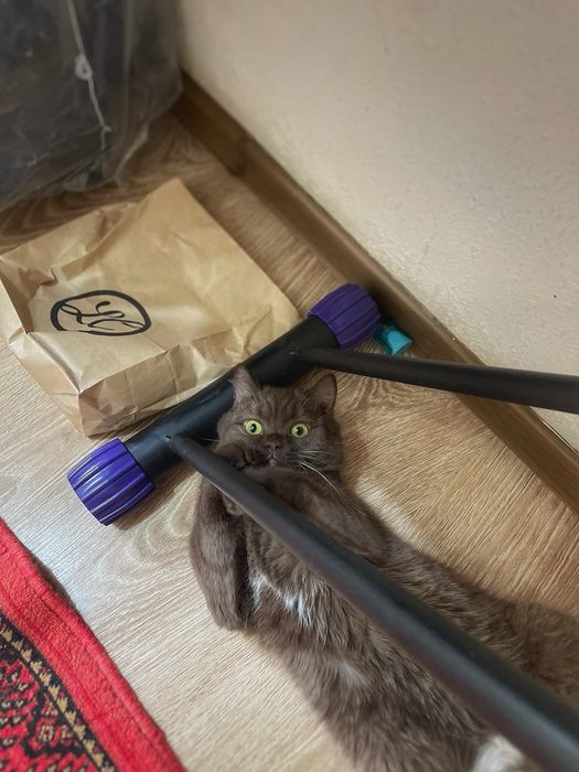 Кот на вязку!/ Nasl olish uchun