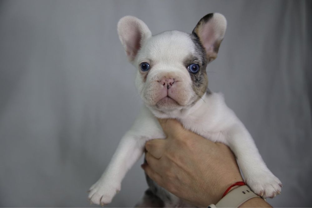 Френски булдог-момче