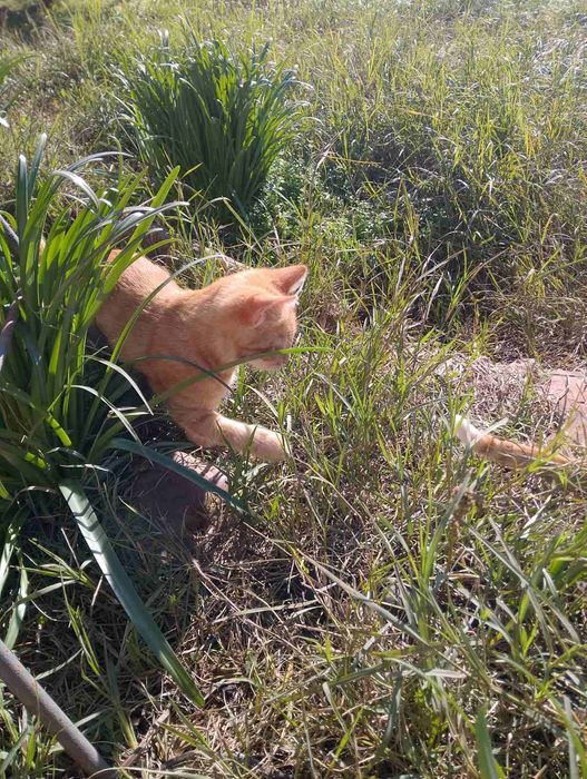 Малки котенца на три месеца