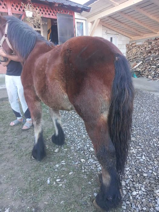 De vânzare mânz ardenez