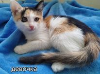 Котята девочка  2 месяца