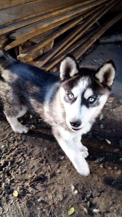 Husky pui fetita
