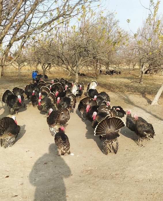 KURKA  INDUKA Jizzax viloyati