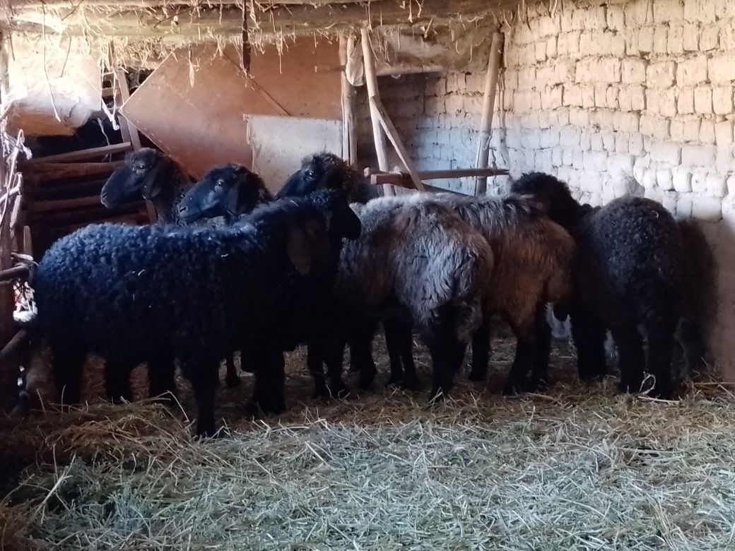 Ena bola arabi qo'y va qo'zilar Yangibozor tumani