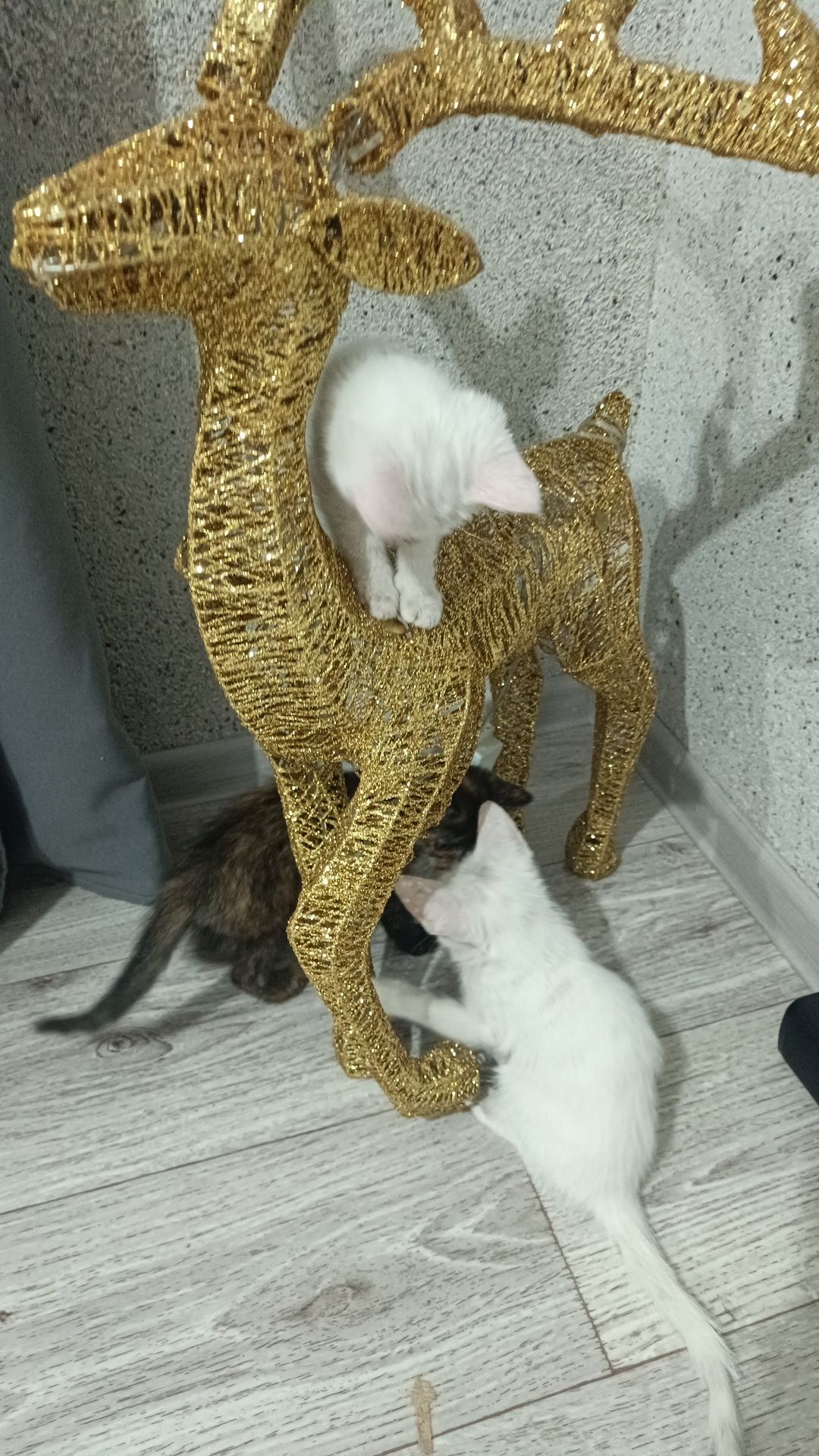 В добрые руки, только!